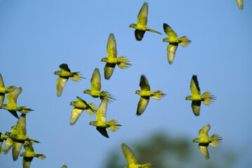 Flock of airborne Peach-fronted parakeets (Eupsittula aurea) against a blue sky; Pantanal, Brazil