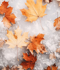 Minimal concept of the change of seasons, autumn and winter. Fallen autumn leaves covered with the first white soft snow. Background.