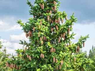 Spruce tree (Picea abies) with cones in Bachledka treetop walk in Pieniny National Park, Slovakia
