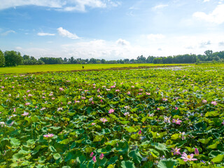 blooming pink lotus flower on green background. Colorful water lily or lotus flower. Far away is Ba Den mountain in Tay Ninh, Vietnam