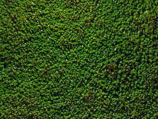 blooming pink lotus flower on green background. Colorful water lily or lotus flower.