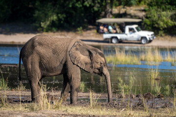 Young, African bush elephant (Loxodonta africana) standing by a river dipping its trunk in the near a jeep in the background in Chobe National Park  Chobe, Botswana © Designpics