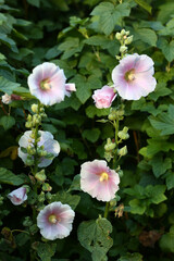 plush flowers closeup photo on green summer garden background