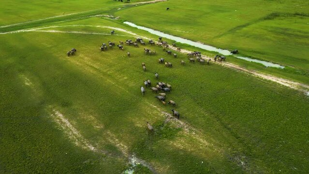 Aerial view of the green hills and meadows at sunset in Tay Ninh, Vietnam. Buffaloes grazing. Blue sky and clouds in the background
