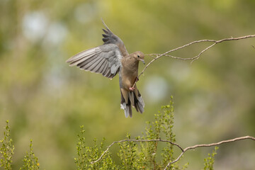 A mourning dove with wings spread lands on the slender branch of a creosote bush with an out of focus green background of cottonwood trees in the desert of Southern Utah, USA.