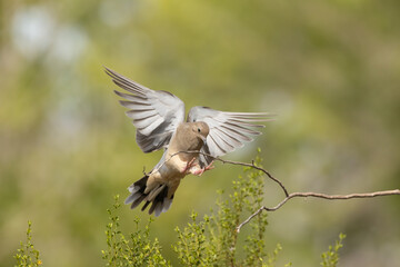 A mourning dove extends it's feet as it reaches towards the branch of a creosote bush with it's...