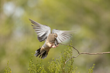 A mourning dove extends it's feet as it reaches towards the branch of a creosote bush with it's wings spread behind it. Out of focus cottonwood trees form a soft green background.