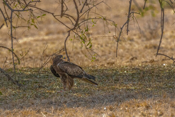 A booted eagle