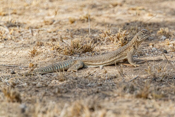 A Spiny tailed lizard