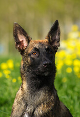 german shepherd dog