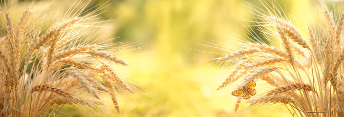 Golden ripe ears of wheat and butterfly close up on field, natural sunny background. summer autumn...