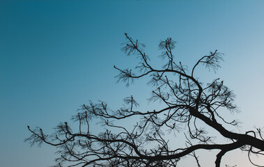 silhouette of a tree