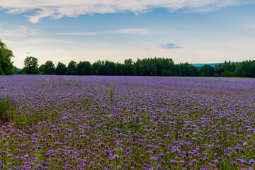 Side view of purple agricultural field of Phacelia tanacetifolia (also known as lacy phacelia, blue tansy or purple tansy) flowers in the evening. Soft focus. Copy space. Beauty in nature theme.