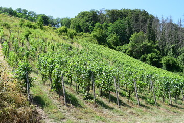 Fototapeta na wymiar Vineyards in Mosell Valley, France