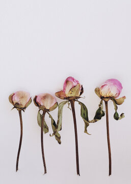 Dried pale pink peonies. Free space for text. Peonies background. Texture.