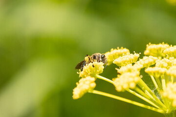 This pretty little honeybee was photographed on the flower trying to collect some nectar. This little insect is helping to pollinate this Golden Alexander flower. I love the yellow flower buds.