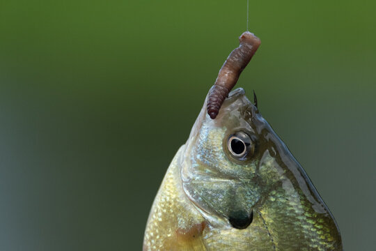 Tail-Hook Rigs for Panfish that Nibble - In-Fisherman