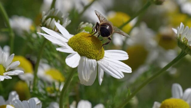 A close-up video of a hover fly on a white chamomile flower, searching for food. The beauty of nature.
