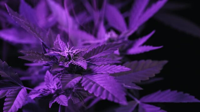 Macro cannabis plant bush, violet smoke cloud. Organic grow, neon colorful light