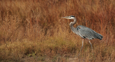 great blue heron in autumn