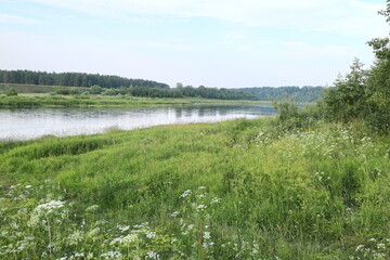River in the countryside on a summer evening