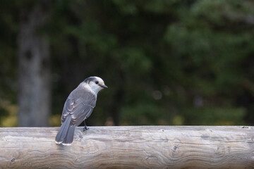 bird on a fence