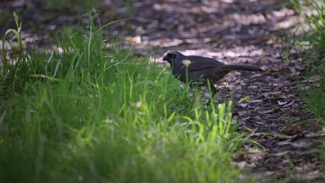 Endemic North Island Kokako Bird. Tiritiri Matangi Island, Auckland, New Zealand