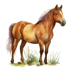 Watercolor illustration of a brown horse in a meadow on a transparent background.