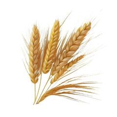 Fototapeta wheat ears on transparent background obraz