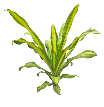 Plante verte et jaune de dragonnier ( Dracaena Massangeana ) d&radic;&copy;tour&radic;&copy; et isol&radic;&copy; sur fond transparent. Pour d&radic;&copy;coration, jardin, plans d'am&radic;&copy;nagement paysager, dessins d'architecture