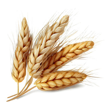 wheat ears on transparent background