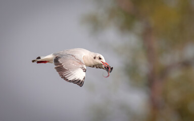A hunting gull with a fish in its beak. this photo was taken from sundarbans,Bangladesh. © Tareq