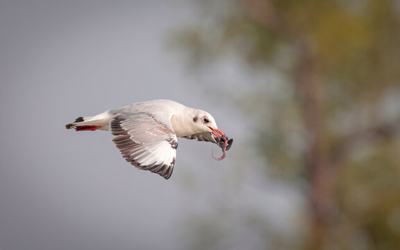 A hunting gull with a fish in its beak. this photo was taken from sundarbans,Bangladesh.