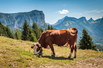 Vaches en pâturage dans les montagnes de Haute-Savoie