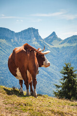 Vaches en pâturage dans les montagnes de Haute-Savoie