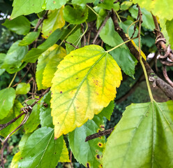 green and yellow leaf on a branch