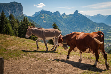 Fototapeta na wymiar Vaches en pâturage dans les montagnes de Haute-Savoie