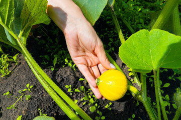 man holding a small pumpkin in the garden