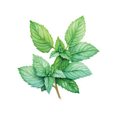 mint leaves isolated on white background