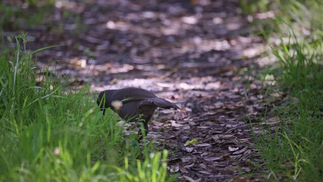 Endemic North Island Kokako Bird. Tiritiri Matangi Island, Auckland, New Zealand