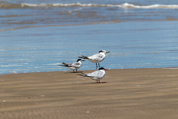 The beauty of Cabot's terns found in Barra de Tramandaí in Rio Grande do Sul, Brazil.	
