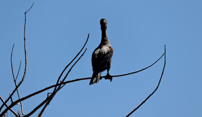Neotropic cormorant resting on a tree branch.	