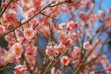 梅の木（大倉山梅園）