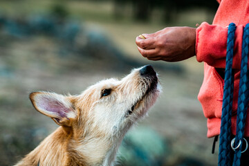 A beautiful dog is waiting for his treat.