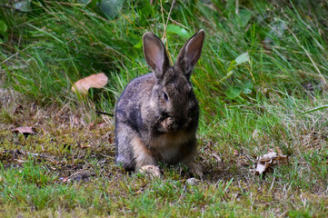 scared rabbit in the grass