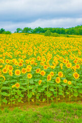 ひまわり畑のイメージ