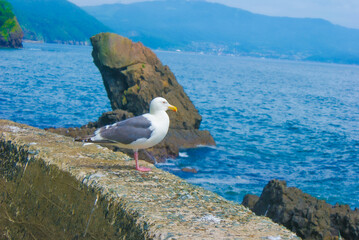 文学碑公園のかもめ（北海道豊浦町）