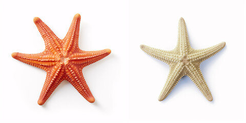 Isolated starfish on a white background: ocean, sea, beach - perfect for summer vacation design. Flat lay, top view, with subtle shadows.