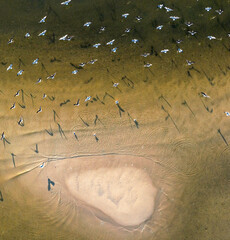 Seagulls on a Sandbar 