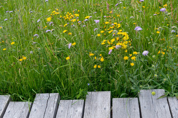 Wooden planks with flower meadow